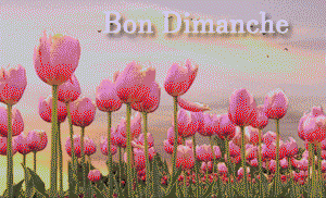 Gif animé Bon dimanche tulipe